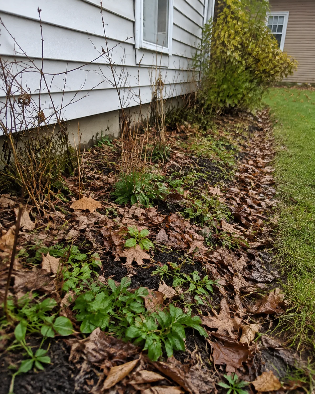 Fallen leaves and weeds filling a planting bed beside a house.